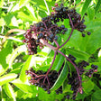 York Elderberry