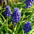 Grape Hyacinth