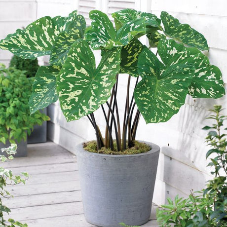 Hilo Beauty Elephant Ear