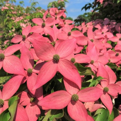 Scarlet Fire&reg; Rutgers Japanese Dogwood