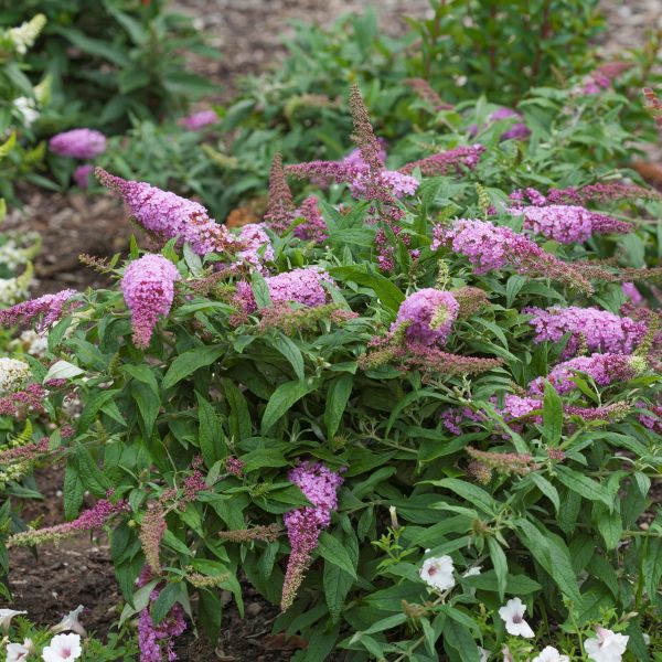 Pugster Pink&reg; Butterfly Bush