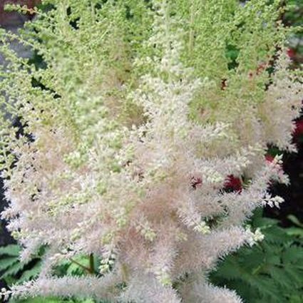 Astilbe Milk and Honey