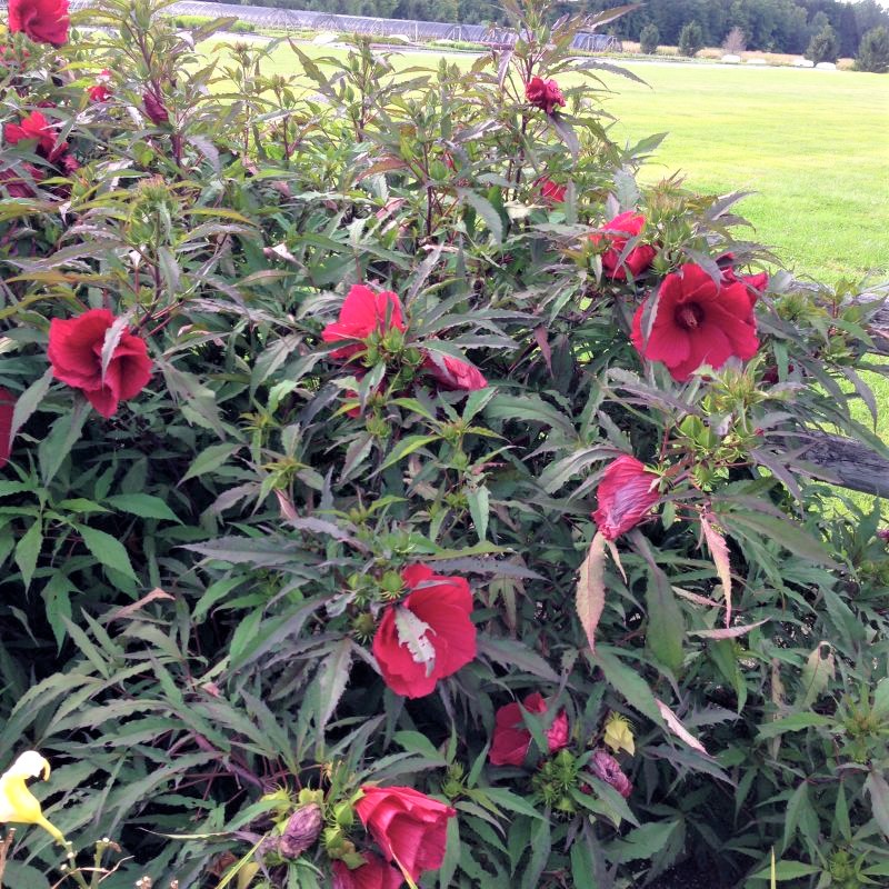 Lord Baltimore Hibiscus