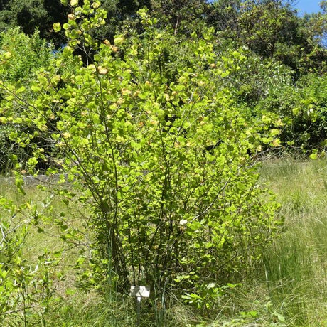 Pink Flowering Currant Bush