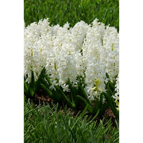 Carnegie Hyacinth