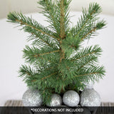 Black Hills Spruce Tabletop Christmas Tree