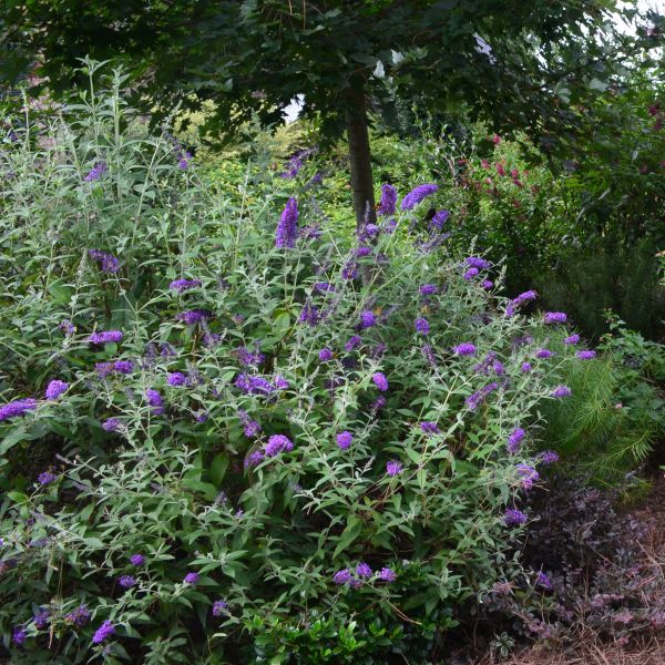 First Editions&reg; Groovy Grape&trade; Butterfly Bush