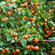 Wenatchee Apricot Tree