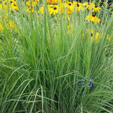 Blaze Little Bluestem Grass