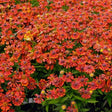 Helenium Mariachi&trade; Salsa (Sneezeweed)