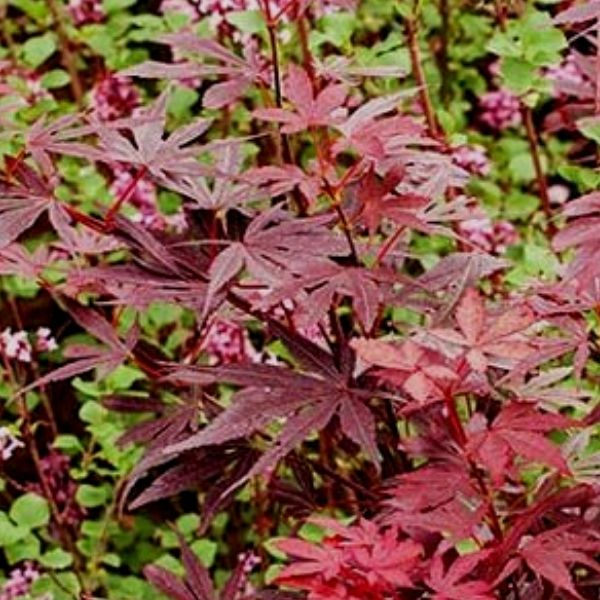 Burgundy Lace Japanese Maple