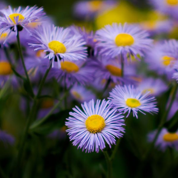 Aromatic Aster