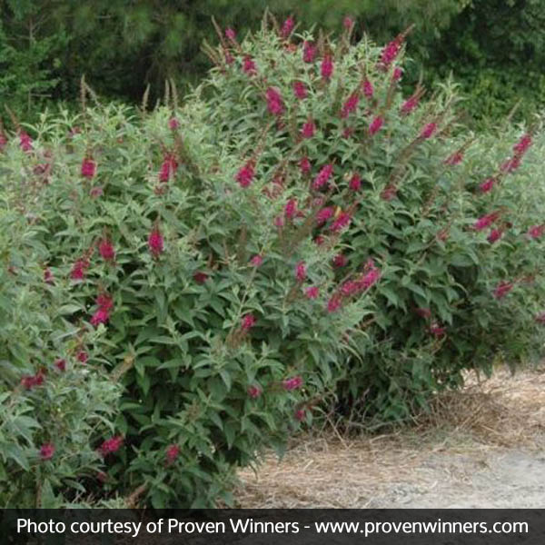 Miss Molly Butterfly Bush