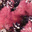 Cooke's Purple&trade; Smoke Tree