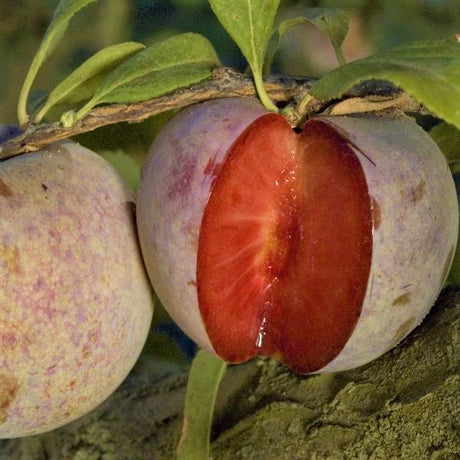 Dapple Dandy Pluot&reg; Tree