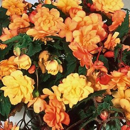 Apricot Illumination Begonia