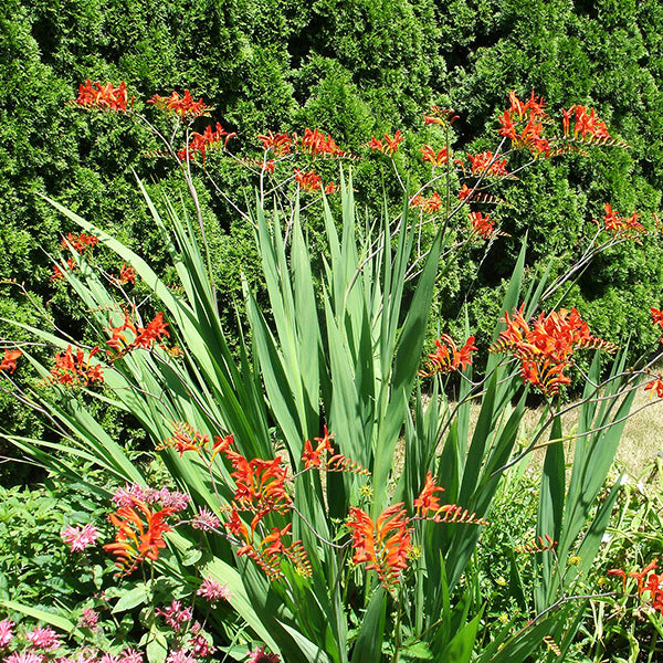 Lucifer Crocosmia