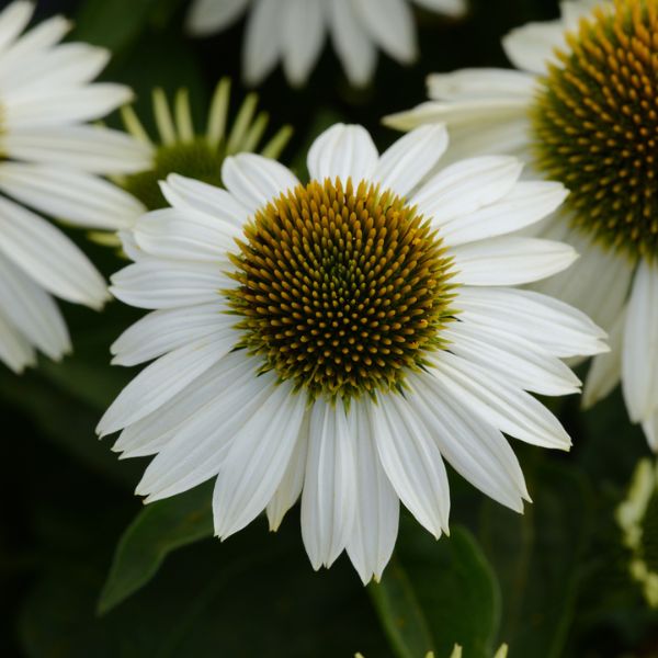 Sombrero Blanco Coneflower