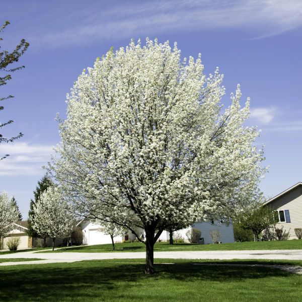 Bradford Flowering Pear