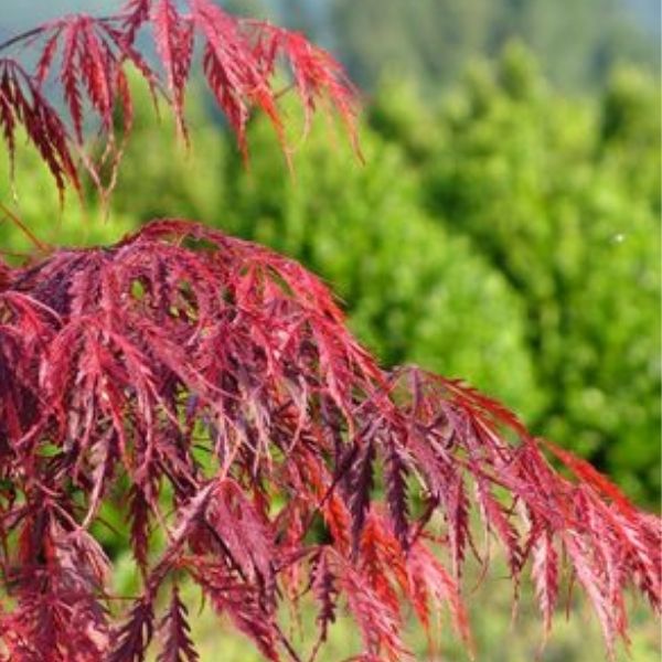 Tamukeyama Japanese Maple