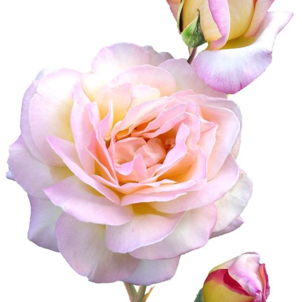 Peace Hybrid Tea Rose