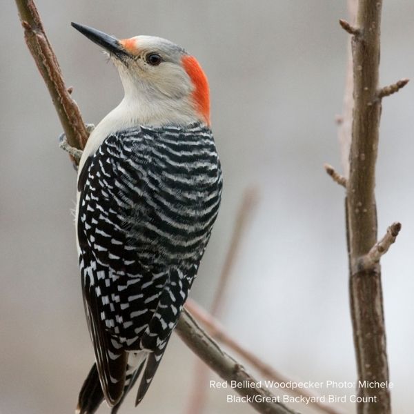 Audubon&reg; Native American Filbert