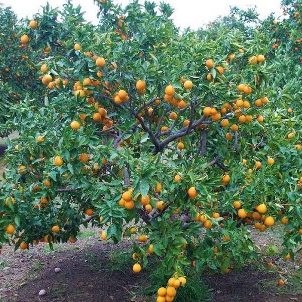 Moro Blood Orange Tree