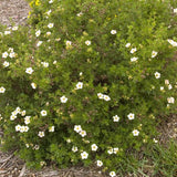 Pink Beauty Potentilla