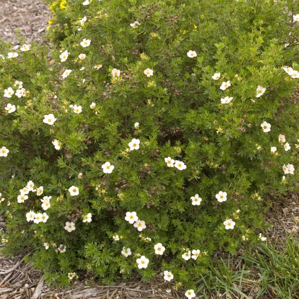 Pink Beauty Potentilla