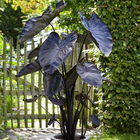 Black Coral Elephant Ear