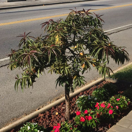 Bonfire Peach Tree