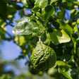 Kaffir Lime Tree