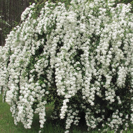 Bridalwreath Spirea