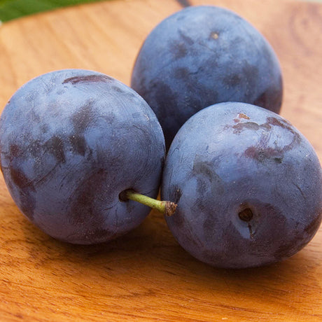 Mount Royal Plum Tree