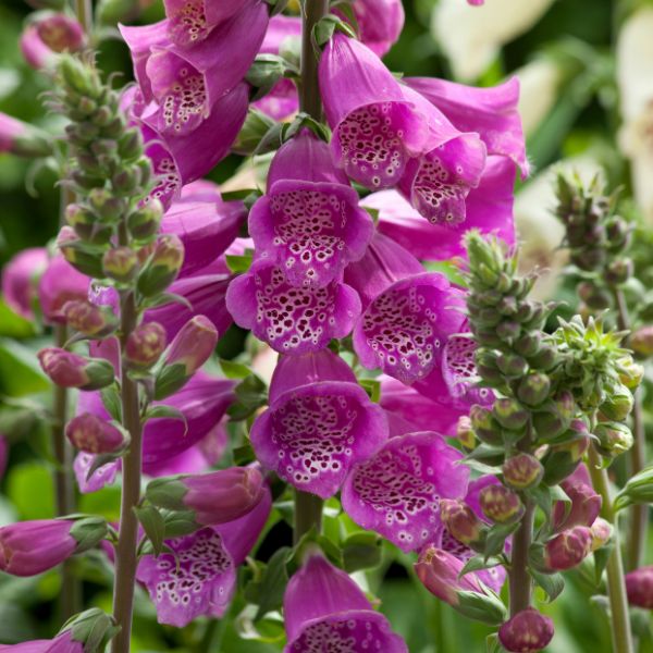 Dalmatian Purple Foxglove