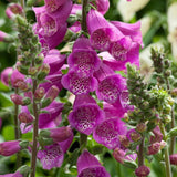 Dalmatian Purple Foxglove