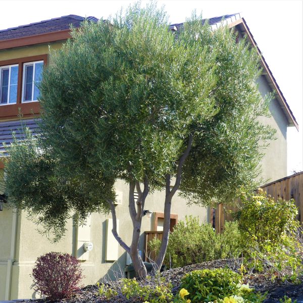 Arbequina Olive Tree