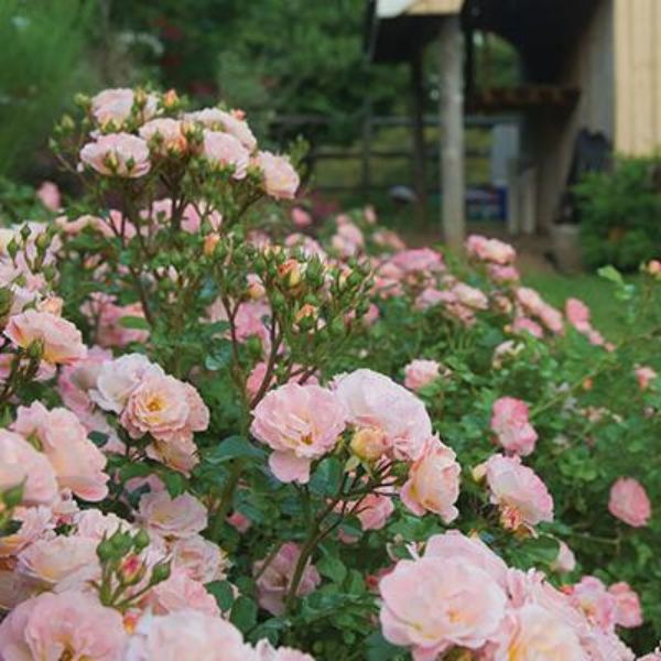 Peach Drift&reg; Rose Tree