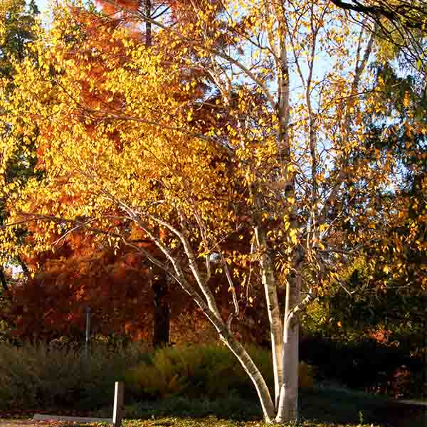 Prairie Dream&reg; Paper Birch