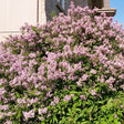 Dwarf Korean Lilac