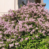 Dwarf Korean Lilac