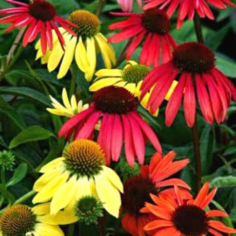 Sundown Coneflower