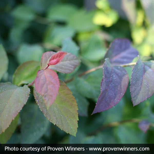 Double Play&reg; Blue Kazoo&reg; Spirea