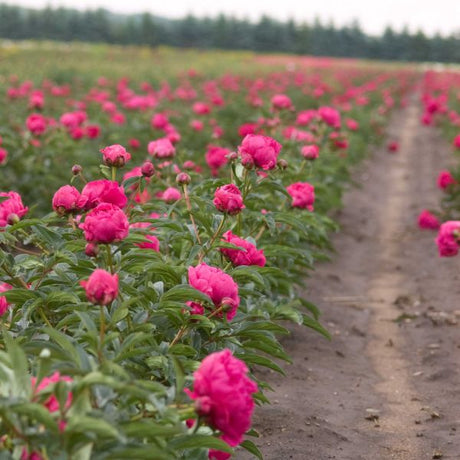 Kansas Peony