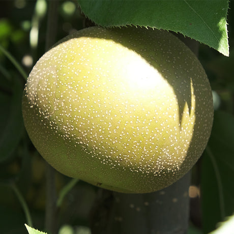 Korean Giant Asian Pear Tree