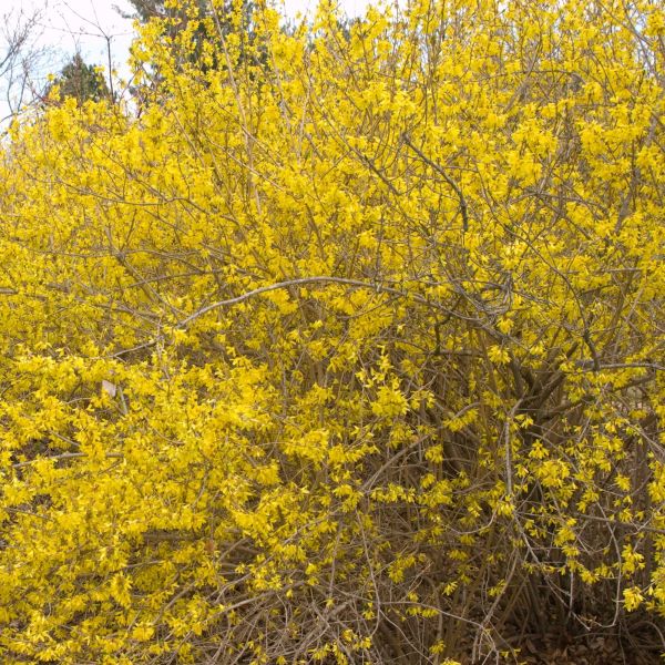 Meadowlark Forsythia