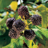 Jewel Raspberry Bush