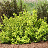 Proven Winners&reg; Festivus Gold&reg; Ninebark