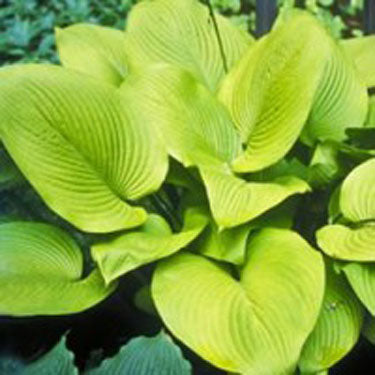 Key West Hosta