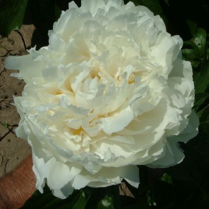 Bowl of Cream Peony